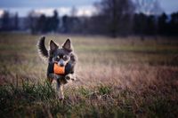 Apportierender Hund im Feld