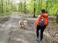 Hund-Mensch-Team im Einzeltraining